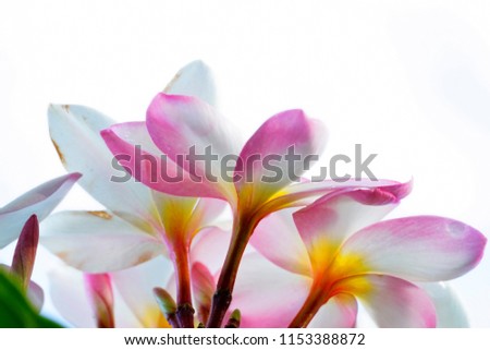 Selective focus close up Pink Plumeria with blurry green leaf on white background.

