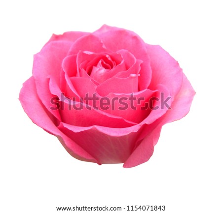 Pink rose isolated on white background 