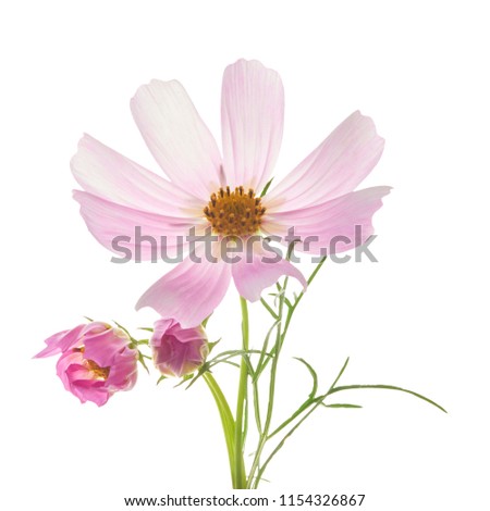Beautiful pastel pink flowers isolated at white background, creative floral layout, high resolution