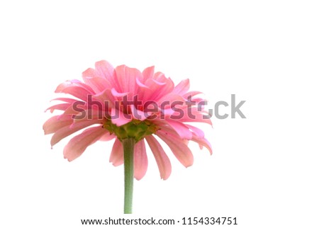 A single pink zinnia flower blossom in botanical garden on white isolated background 