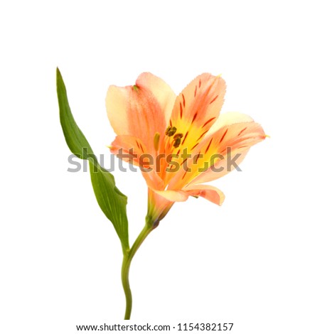 Beautiful alstroemeria lily flowers on white background 
