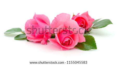 Beautiful bouquet of pink rose flowers isolated on white background.