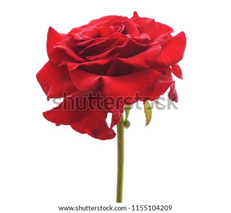 Beautiful red rose isolated on a white background.
