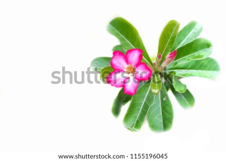 Pink azalea flowers Isolated on white background