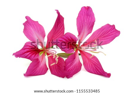 beautiful Bauhinia purpurea flower (Camel’s foot flower) isolated on white background