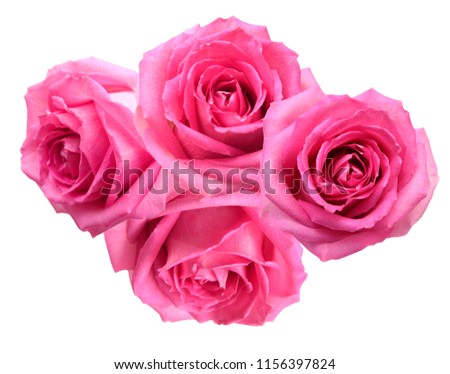 bundle of pink rose flower isolate white