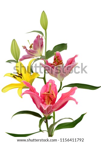Beautiful lily flower bouquet isolated on white background