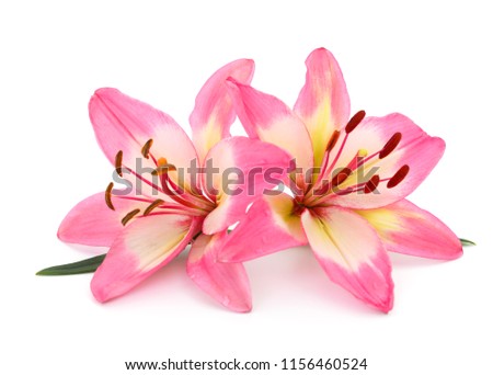 Two pink lily isolated on white background