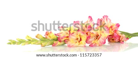 branch of yellow-pink gladiolus on white background close-up