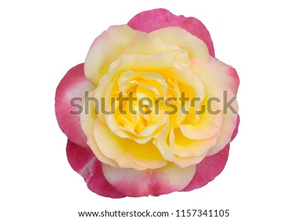 Yellow red rose on white isolation, detailed retouched