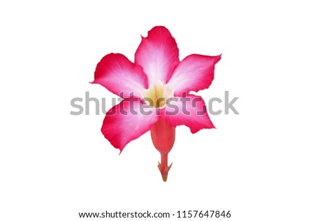 Pink azalea isolated