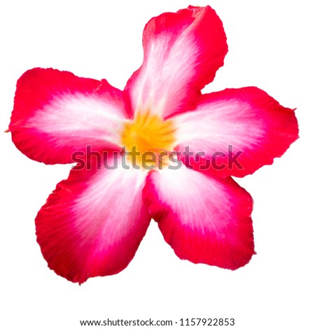 Pink Azalea flowers isolated on white background include path