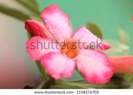 Macro Adenium obesum or desert rose.  Colorful flowers are beautiful trees that grow very easily withstand drought conditions. Red, pink.