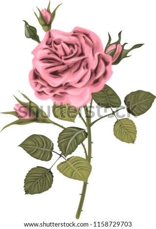 Pink rose vector illustration