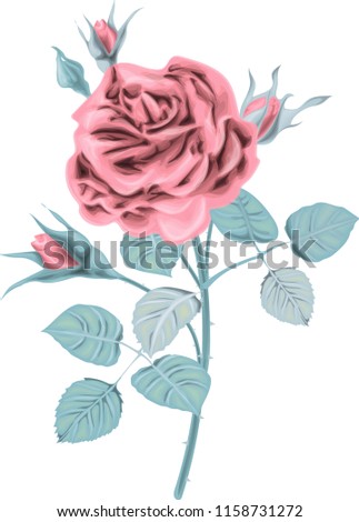 Winter rose vector illustration 