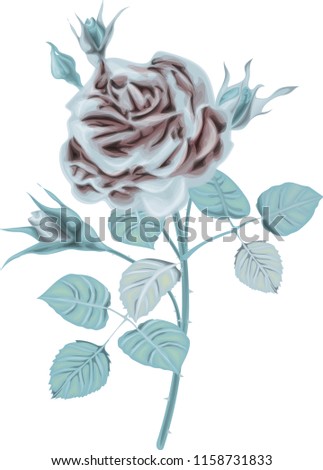 Ice rose vector illustration 