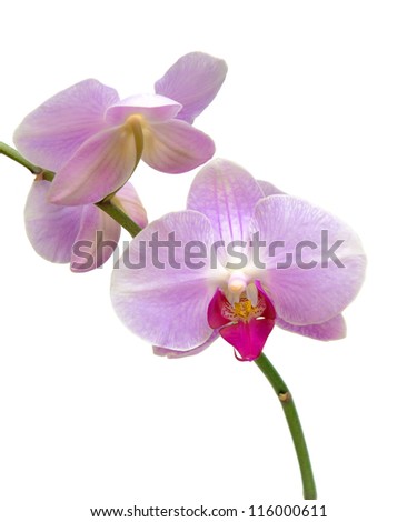 blooming orchid branch isolated on white background close-up