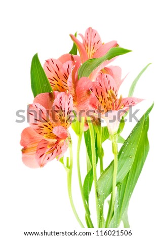 A pink lilies isolated on the white background.