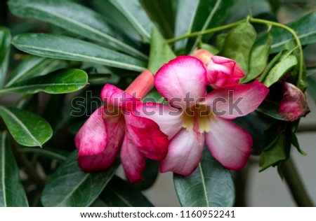 Adenium is a genus of flowering plants in the Apocynum family, Apocynaceae, first described as a genus in 1819. It is native to Africa and the Arabian Peninsula.