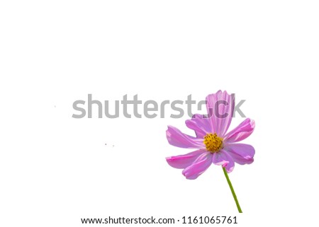 Pink cosmos flowers,Isolated on white