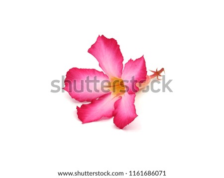 The flowers of impala Lily put on a white background.