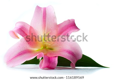 Large pink lily with water drops isolated on white background
