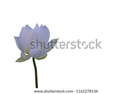 Isolated  White lotus  on a white background , A beautiful  White lotus from Thailand