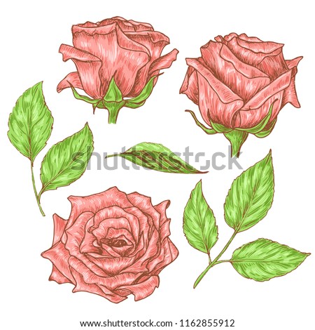 Hand drawn roses with leaves set, vintage etching sketch botanical illustration isolated on white background. Vector colorful draft flower design.