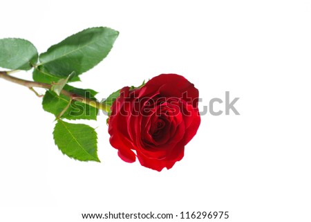Red roses on a white background