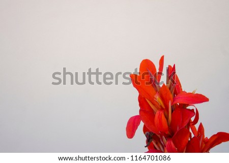 Red flower with light silver isolated background, space for text.