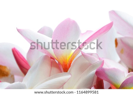 Selective focus close up Pink Plumeria on white background.