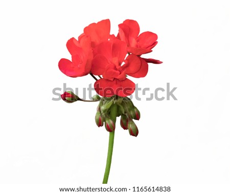 isolated red geranium in bloom