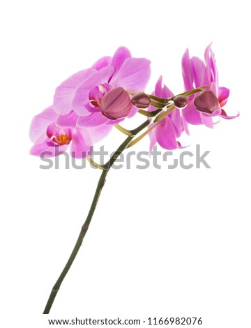 Purple Phalaenopsis orchid flowers isolated on white background. Closeup