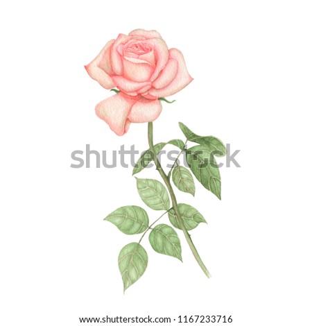Rose Hand drawn and watercolor illustrations. Watercolor painting Rose on white background. Flowers Illustration isolated on white background.