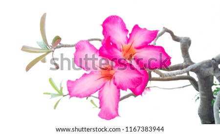 The pink adenium or desert rose on the white background. 
