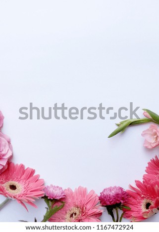 gerbera pink flower with white background. flat lay. top photo