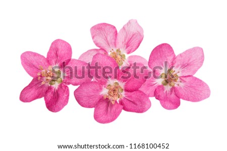 flowers of apple-tree isolated on white background