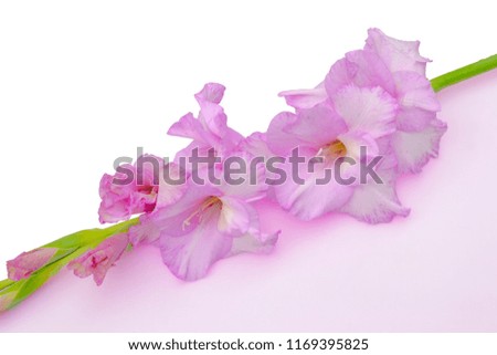 Romantic beautiful gladiolus flower of gentle lilac color close up, on a white-lilac geometrical background with space for text - floral design