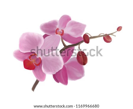 Beautiful Orchid flower on white background.