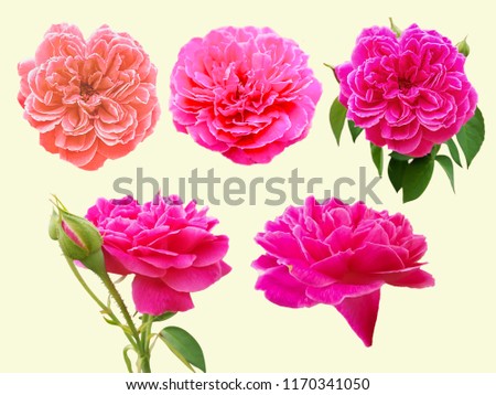 Set of red roses flower isolated on white background