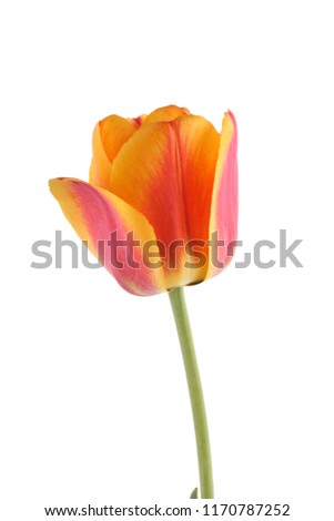 Growing tulip flower