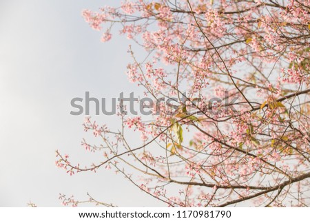 japaness cherry blossom sakura beautiful pink flower