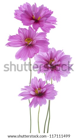 Studio Shot of Magenta Colored Cosmos Flowers Isolated on White Background. Large Depth of Field (DOF). Macro.