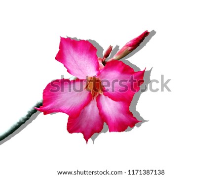 Adenium obesum  flowers . Desert Rose.