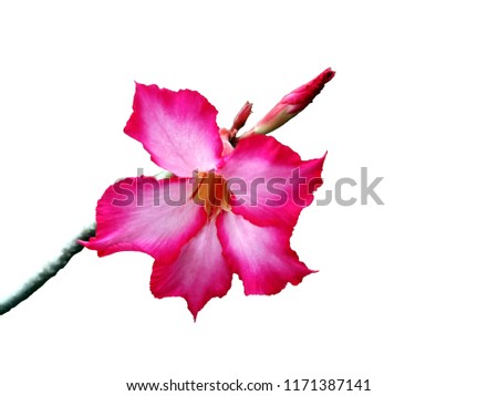 Adenium obesum  flowers . Desert Rose.