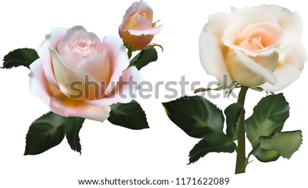 illustration with light rose isolated on white background