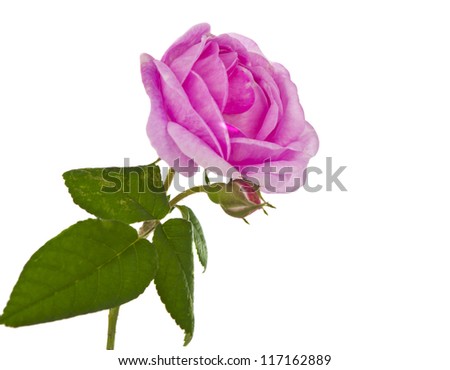 Tea pink rose isolated on white background