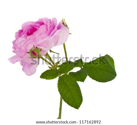 Tea pink rose isolated on white background