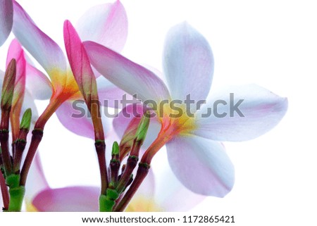 Selective focus close up Pink Plumeria with blurry green leaf on white background.

