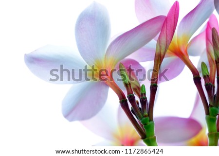 Selective focus close up Pink Plumeria with blurry green leaf on white background.

